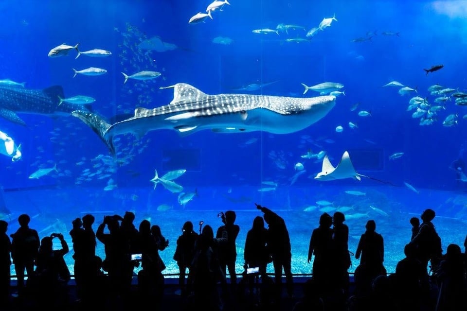 Okinawa Churaumi Aquarium