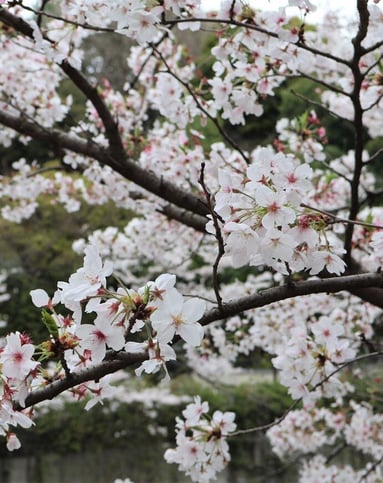 Kanda River thumbnail